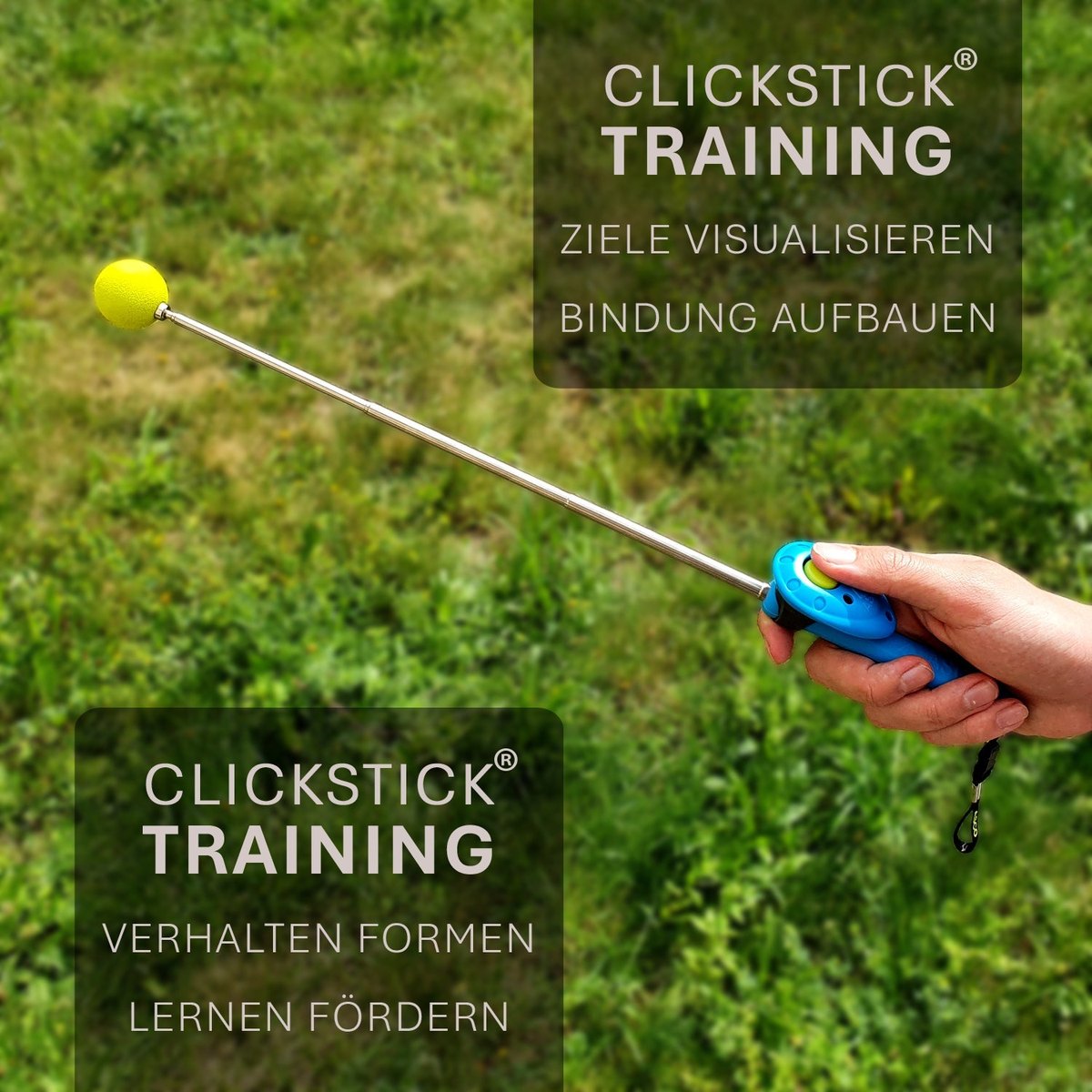 ASCO ClickStick - Target Stick mit abnehmbarem Premium Clicker - Target Stab für Hunde Katzen Clickertraining - Targetstick ausziehbar mit extra Klicker - Targetstab für Target-Training tierxxl-de