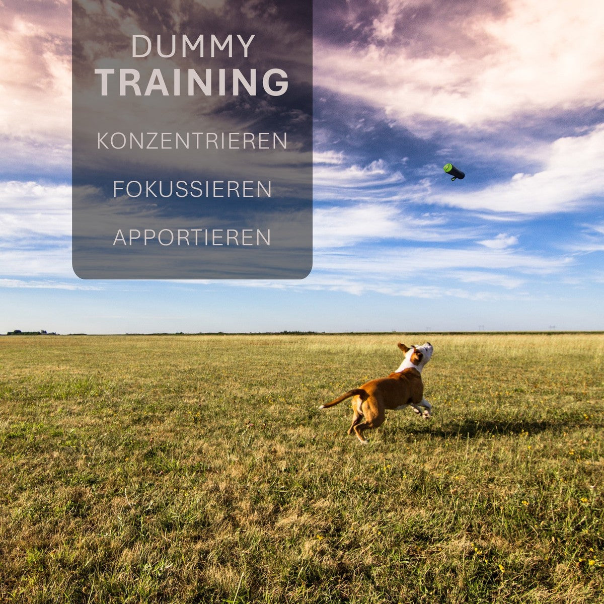 ASCO Dummy für Hundetraining, Apportier- und Snack-Dummy 21x7 cm tierxxl-de