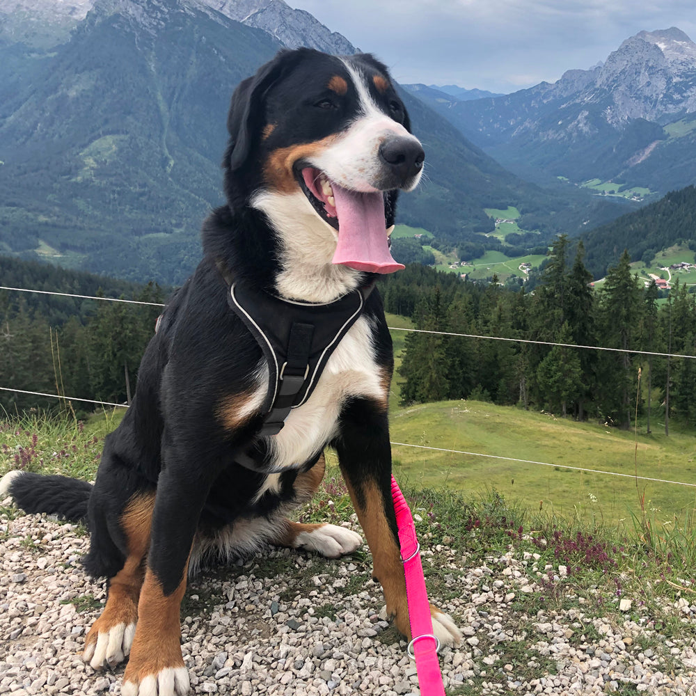 ASCO Hundeleine mit Ruckdämpfer 100-200 cm tierxxl-de