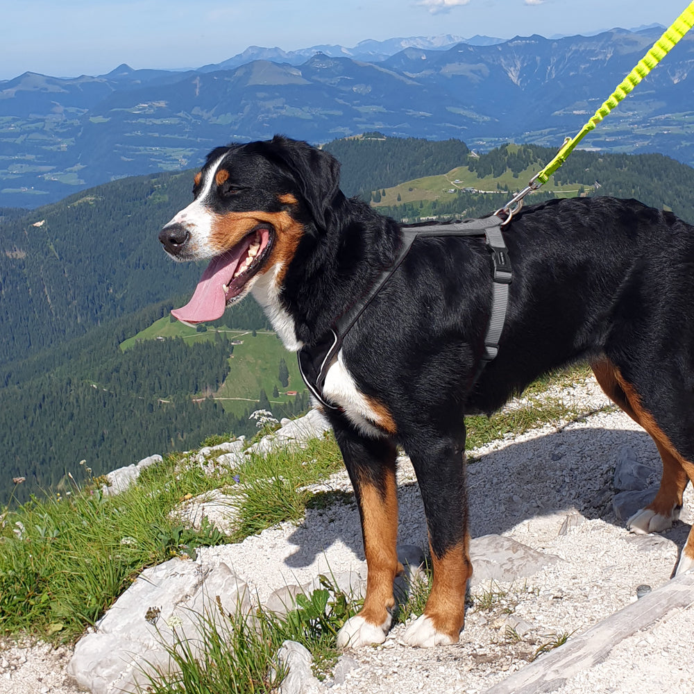 ASCO Hundeleine mit Ruckdämpfer 100-200 cm tierxxl-de