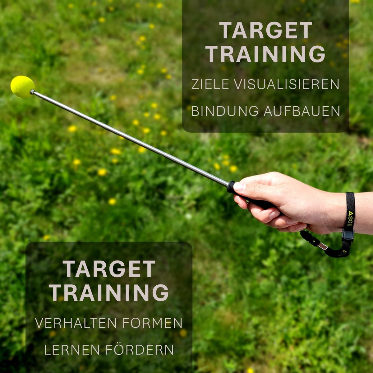 ASCO Target Stick - Target Stab für Hunde Katzen Targettraining - Targetstick ausziehbar mit Softball - Edelstahl Targetstab mit Teleskopfunktion tierxxl-de