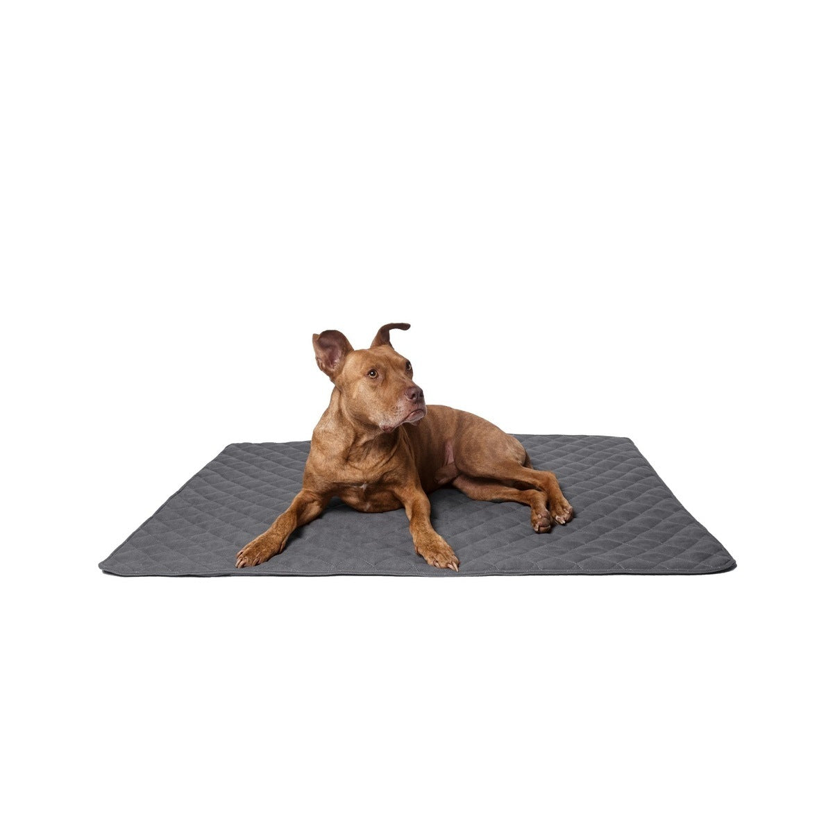 Lou's große und stilvolle Hundedecke tierxxl-de