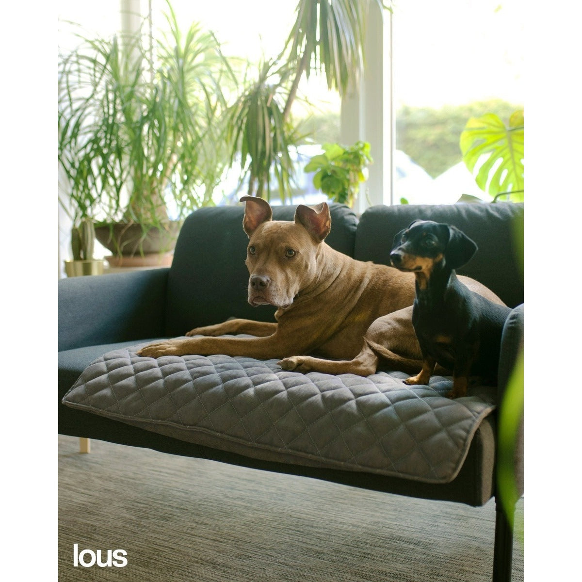 Lou's große und stilvolle Hundedecke tierxxl-de