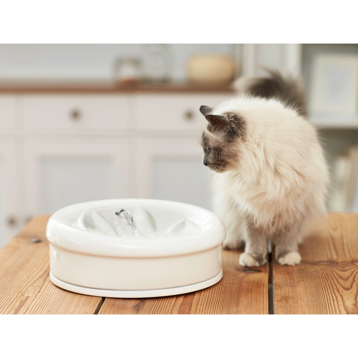 Cat fountain best sale