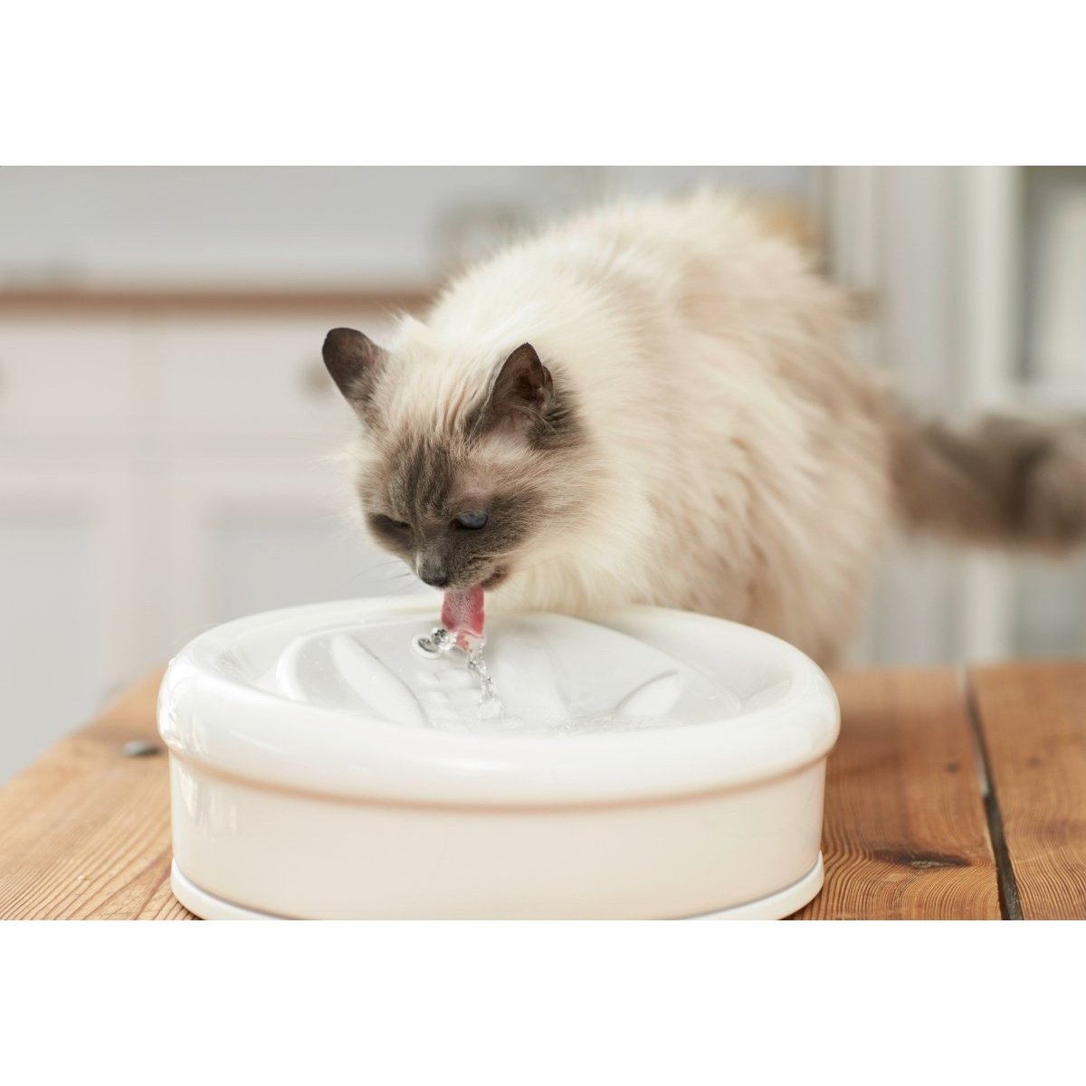 Harmony premium ceramic cat fountain hotsell